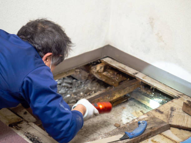 Best Mold Remediation  in Huguley, AL