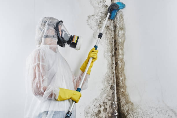 Best Mold Removal Process  in Huguley, AL