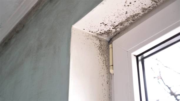 Best Mold Cleaning Services  in Huguley, AL