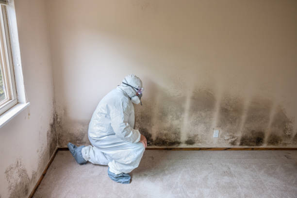 Best Toxic Mold Removal  in Huguley, AL